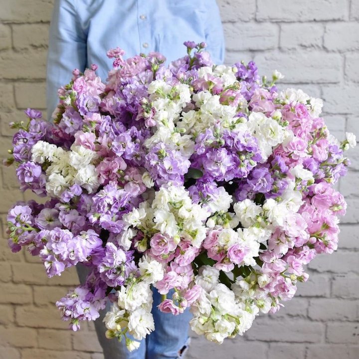 Облако маттиол в Таганроге