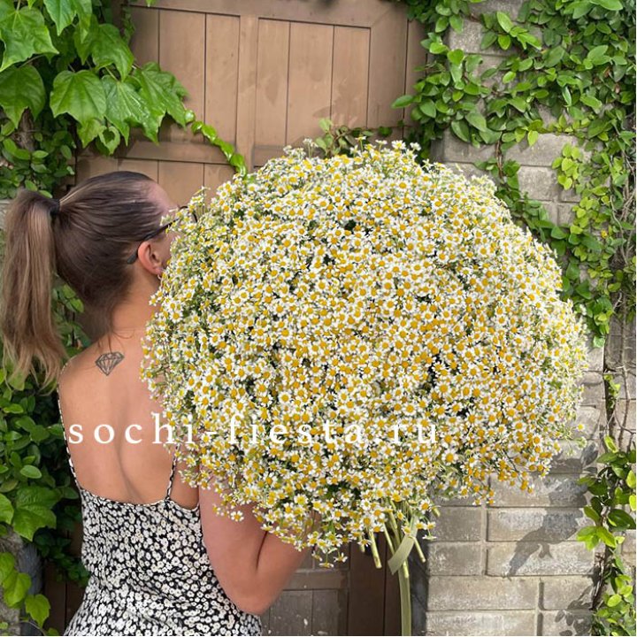 101 ромашка в Таганроге