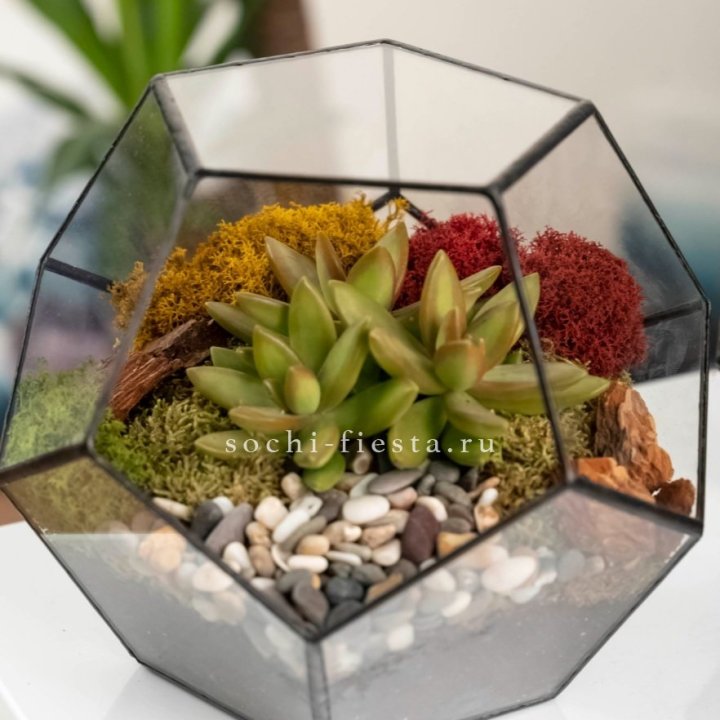 Флорариум “Додекаэдр” с суккулентом Седум в Таганроге
