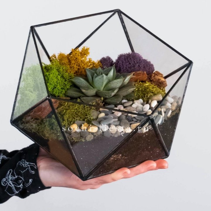 Флорариум “Икосаэдр” с суккулентом Каменная Роза в Таганроге
