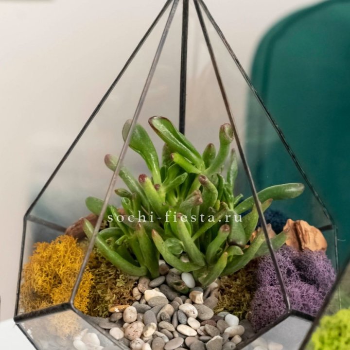 Флорариум “Капля” с суккулентом Крассула Хоббит в Таганроге