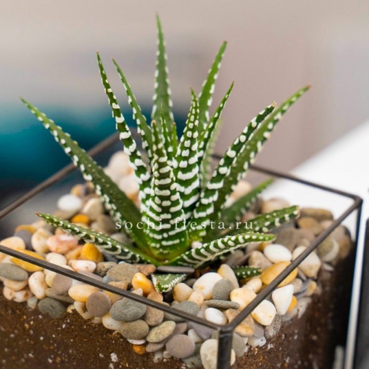 Флорариум Кубик с суккулентом Хавортия в Таганроге