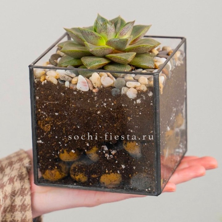 Флорариум Кубик с суккулентом Каменная роза в Таганроге