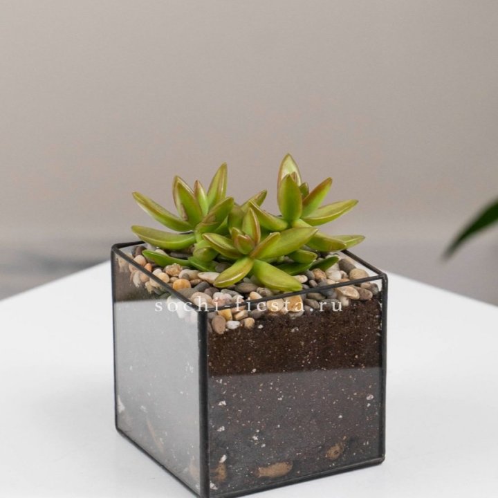 Флорариум Кубик с суккулентом Седум в Таганроге