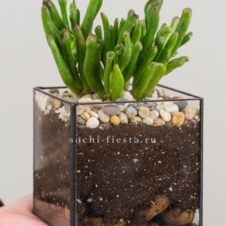 Флорариум Кубик с суккулентом Хоббит в Таганроге