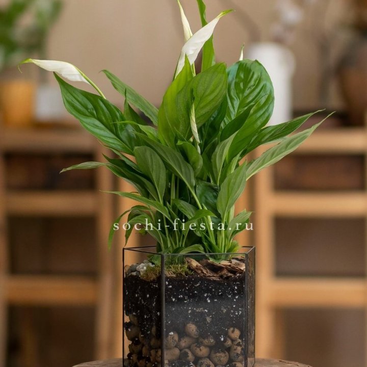 Спатифиллум в кашпо Пятиугольник в Таганроге
