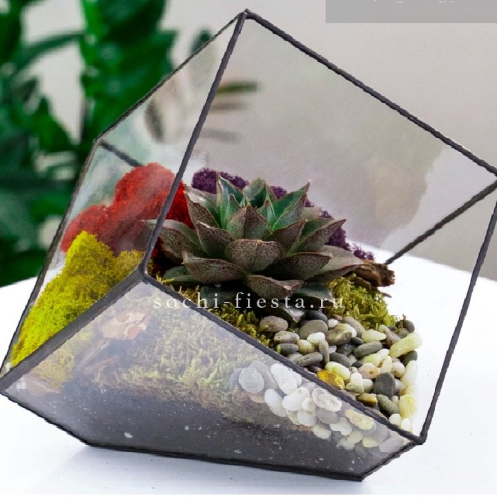 Флорариум Куб усеченный с суккулентом Каменная роза в Таганроге