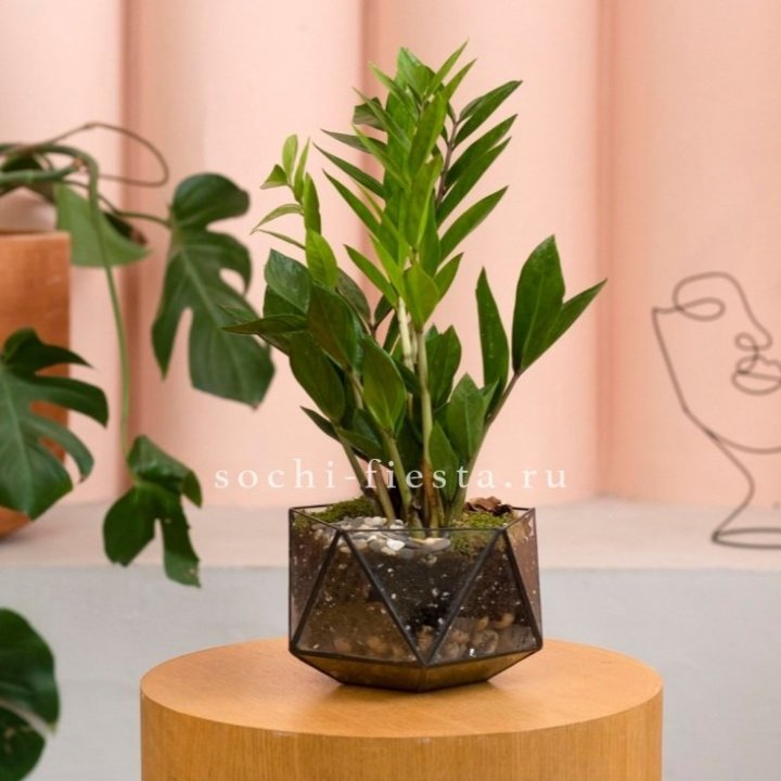 Замиокулькас в кашпо Икосаедр в Таганроге