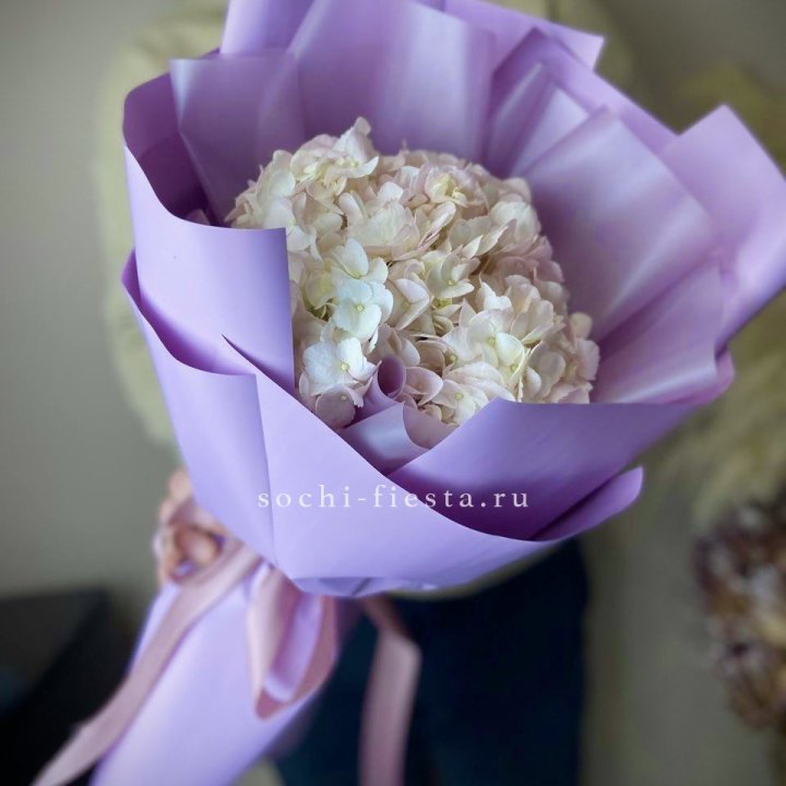 Гортензия розовая в Таганроге