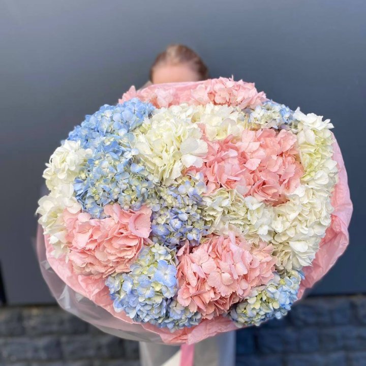 19 гортензий микс в Таганроге