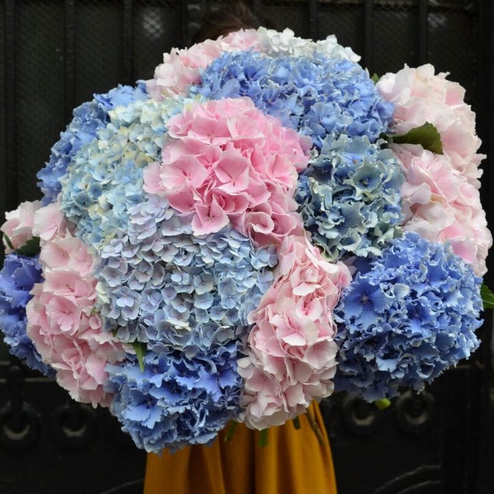 Букет гортензий "Фонтан" в Таганроге