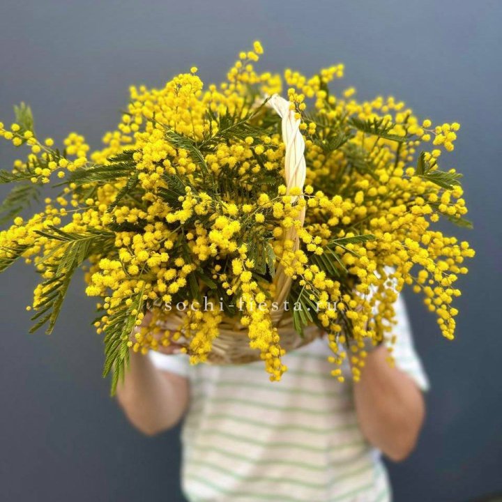 Весенняя корзина мимозы в Таганроге