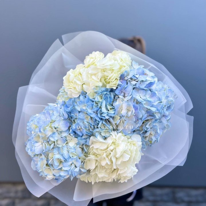 5 бело-голубых гортензий в Таганроге