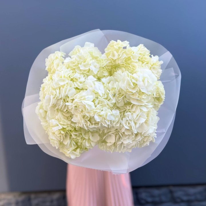 7 белых гортензий в Таганроге