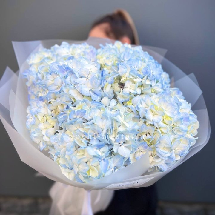 5 голубых гортензий в Таганроге