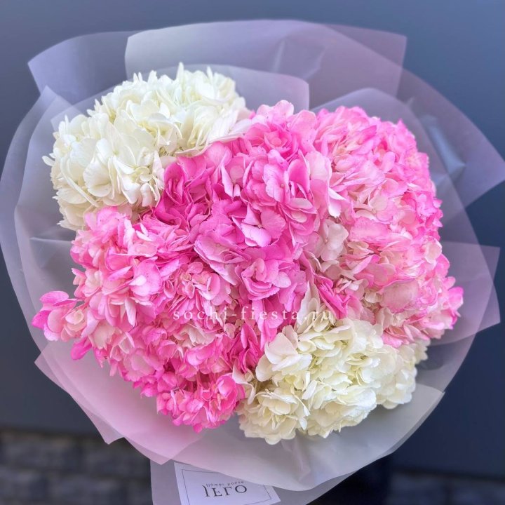 5 бело-розовых гортензий в Таганроге