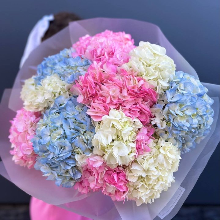 11 гортензий микс в Таганроге