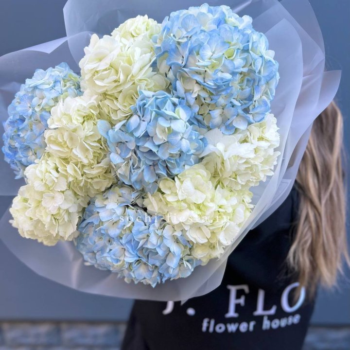 9 бело-голубых гортензий в Таганроге