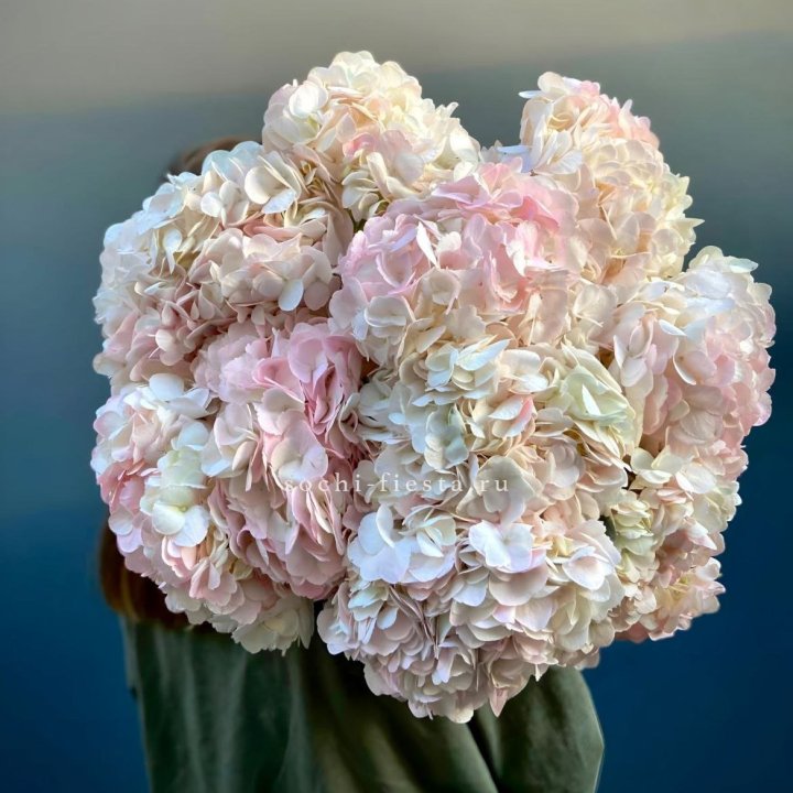 Охапка розовой гортензии в Таганроге