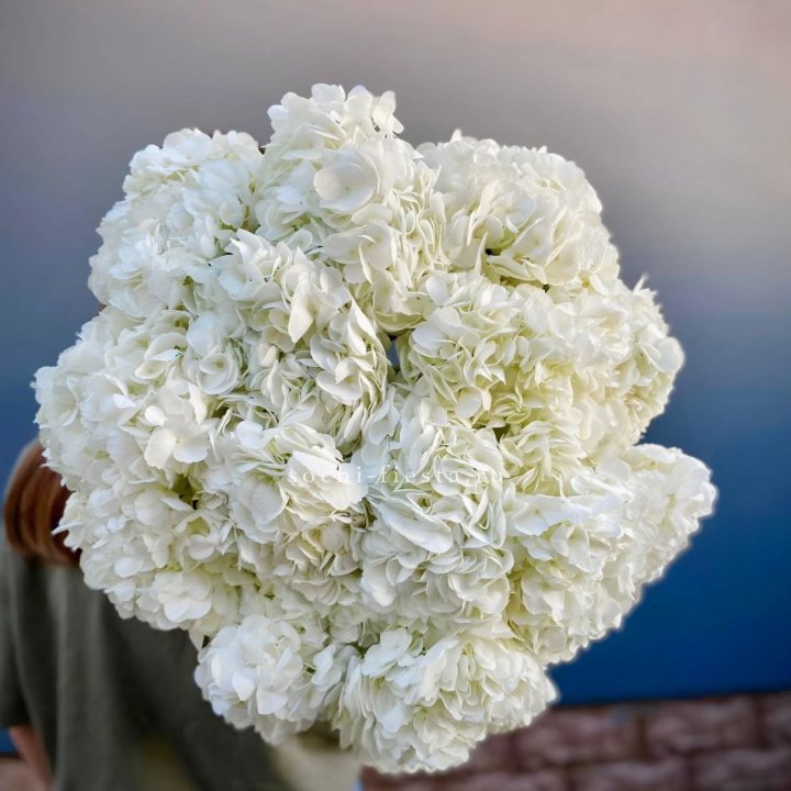 Охапка белой гортензии в Таганроге