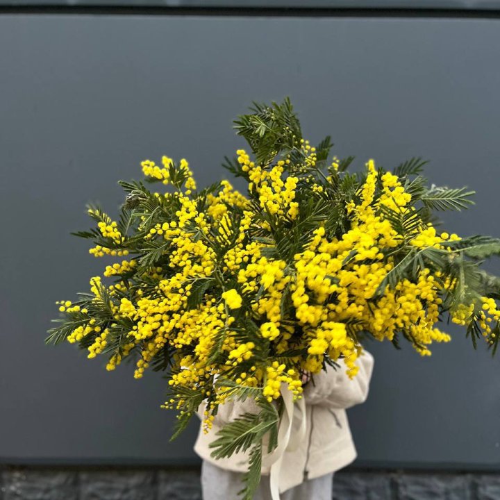 Охопка мимозы в Таганроге