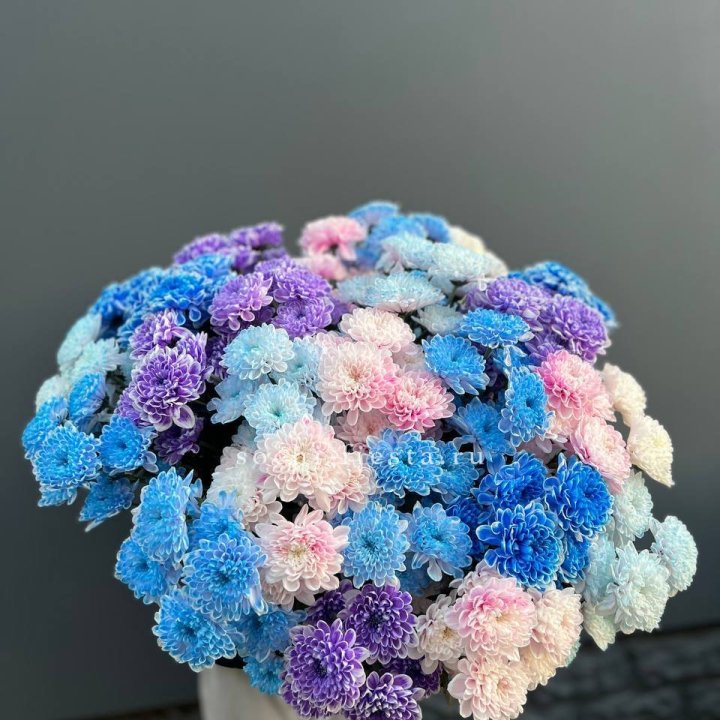 25 цветных хризантем в Таганроге