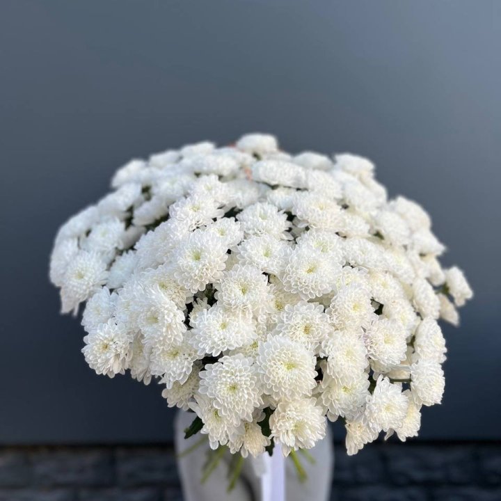  25 хризантем белых в Таганроге