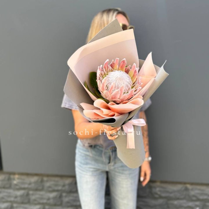 Протея мини  в Таганроге