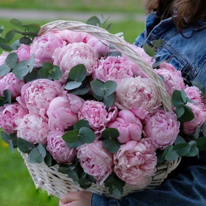 51 пион в корзине в Таганроге