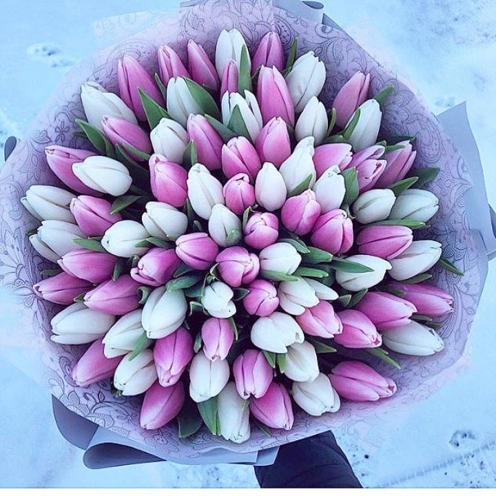 101 тюльпан "Лолипоп" в Таганроге